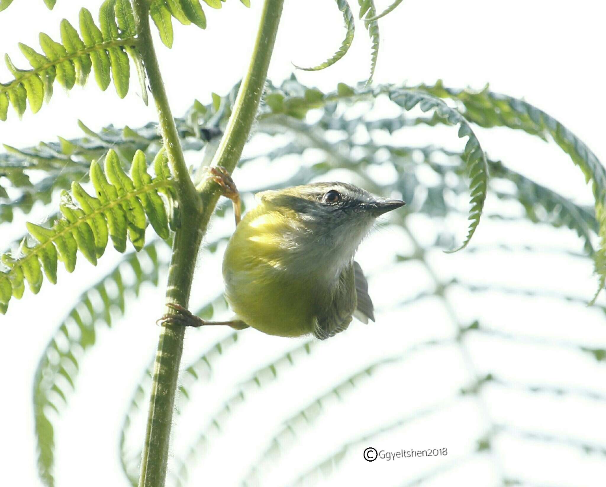 Image of Yellow-bellied Warbler