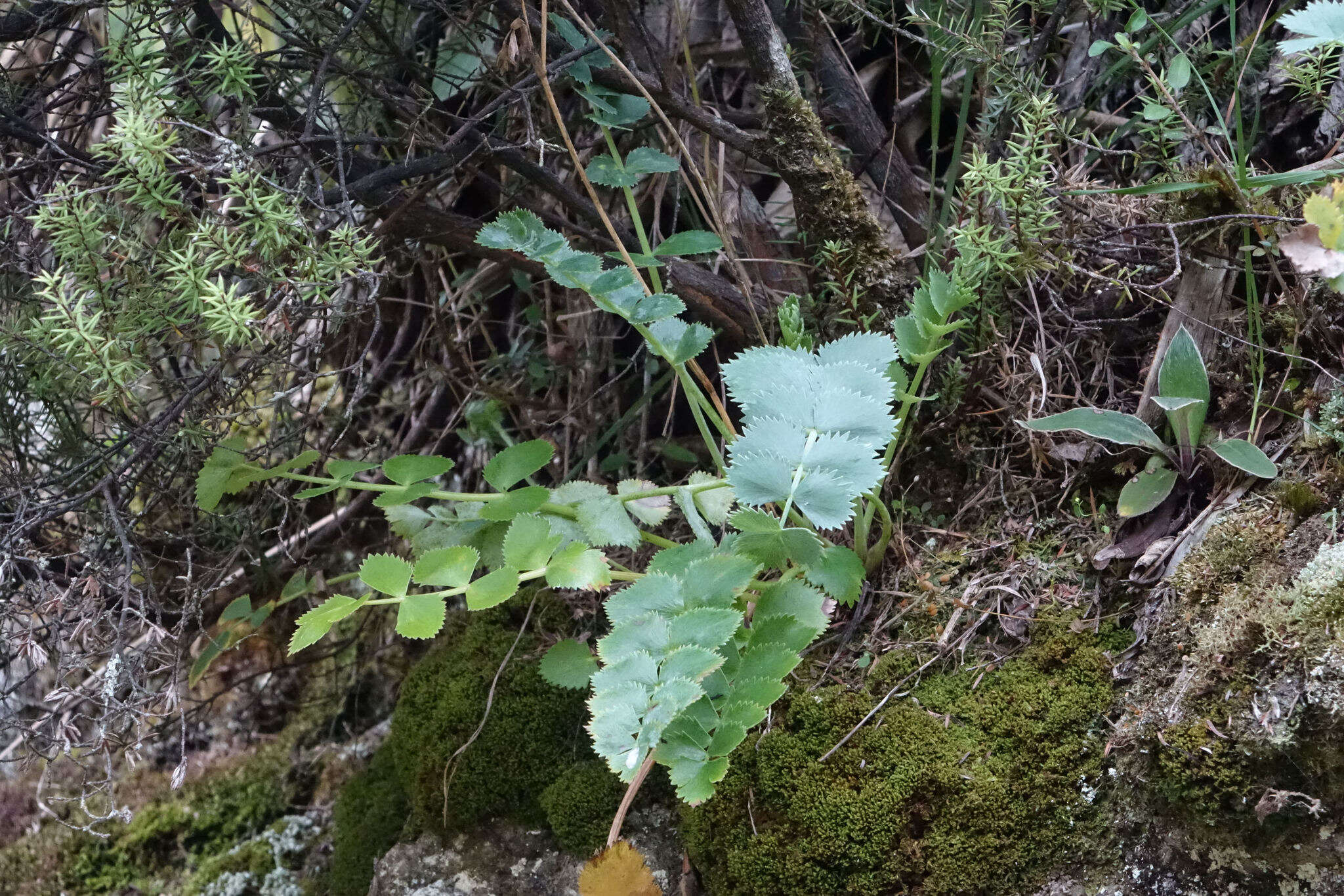 Image of Gingidia grisea Heenan