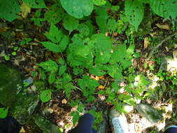 Image of Actaea spicata var. acuminata (Wall. ex Royle) Hara