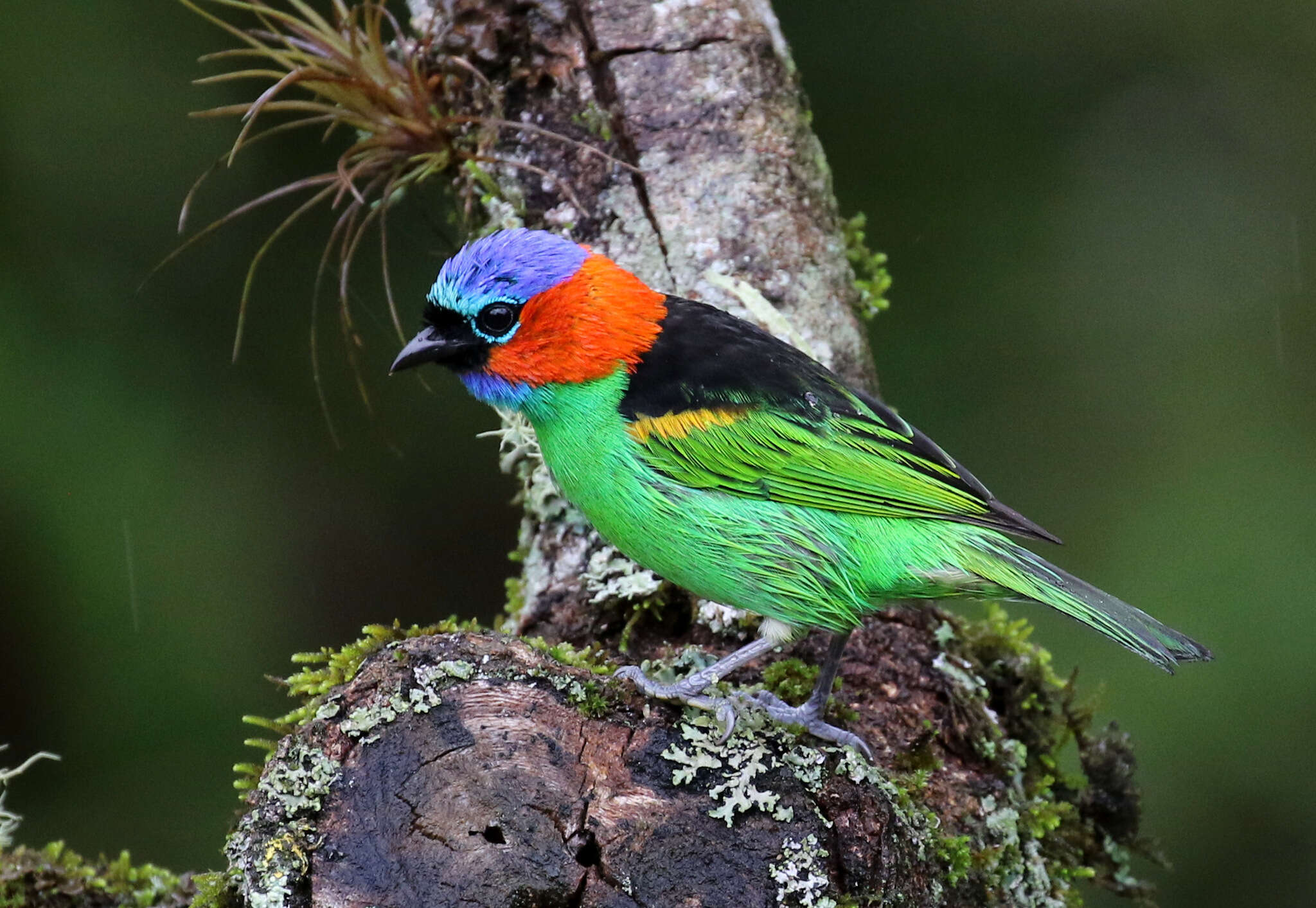 Image of Red-necked Tanager