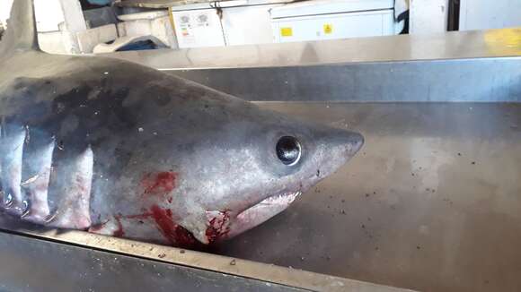 Image of mackerel sharks