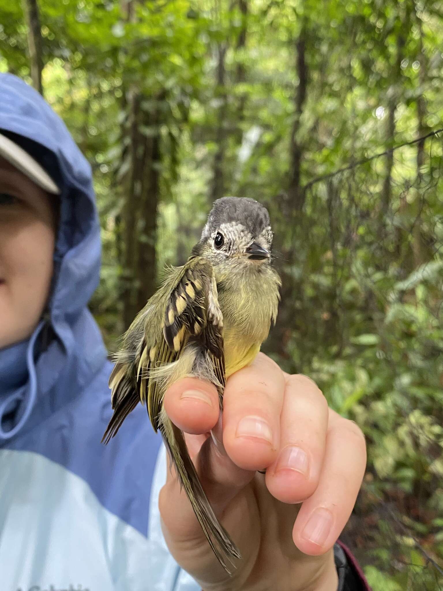 Image of Slaty-capped Flycatcher