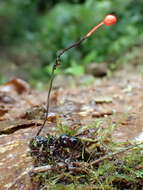 Image of Ophiocordyceps australis (Speg.) G. H. Sung, J. M. Sung, Hywel-Jones & Spatafora 2007