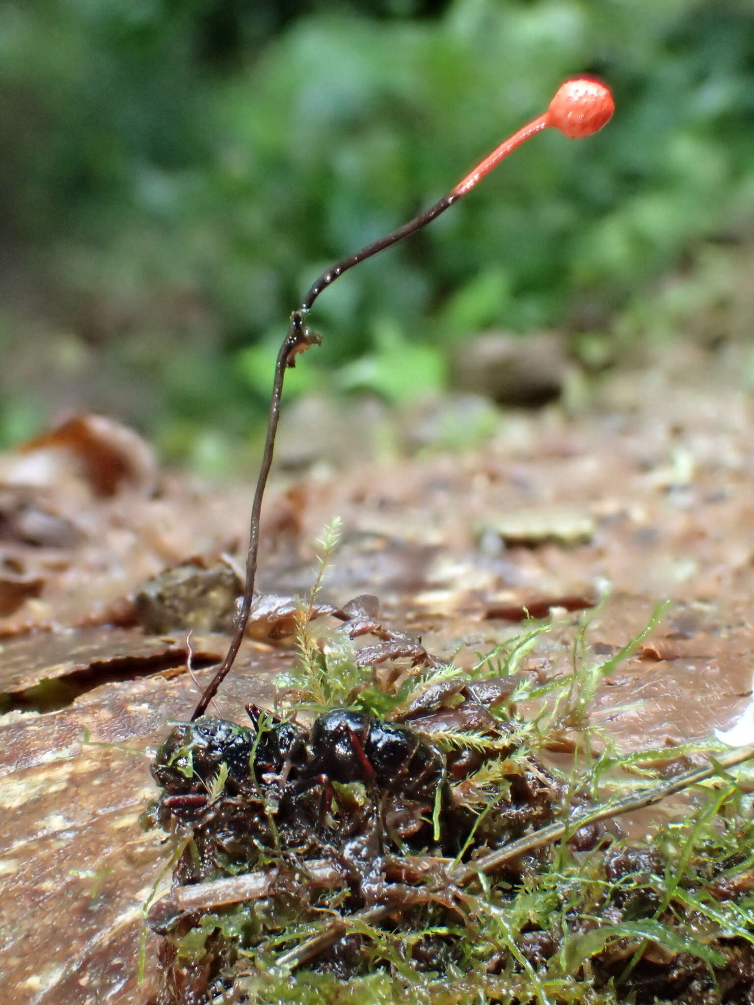 Ophiocordyceps australis (Speg.) G. H. Sung, J. M. Sung, Hywel-Jones & Spatafora 2007 resmi