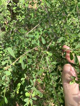 Image of Erythroxylum australe F. Müll.