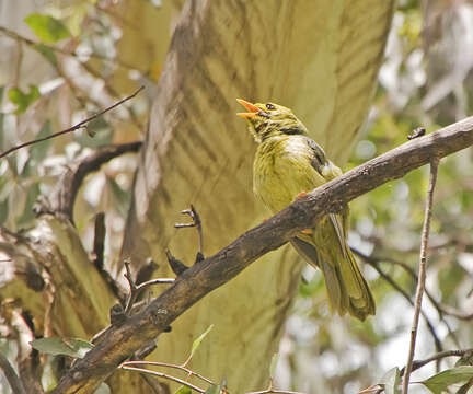 Image of Bell Miner