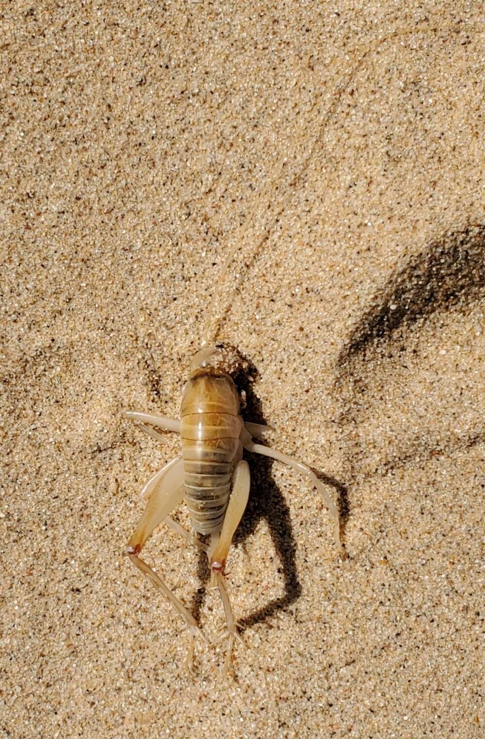 Image of Ceuthophilus (Hemiudeopsylla) fossor Hubbell 1936