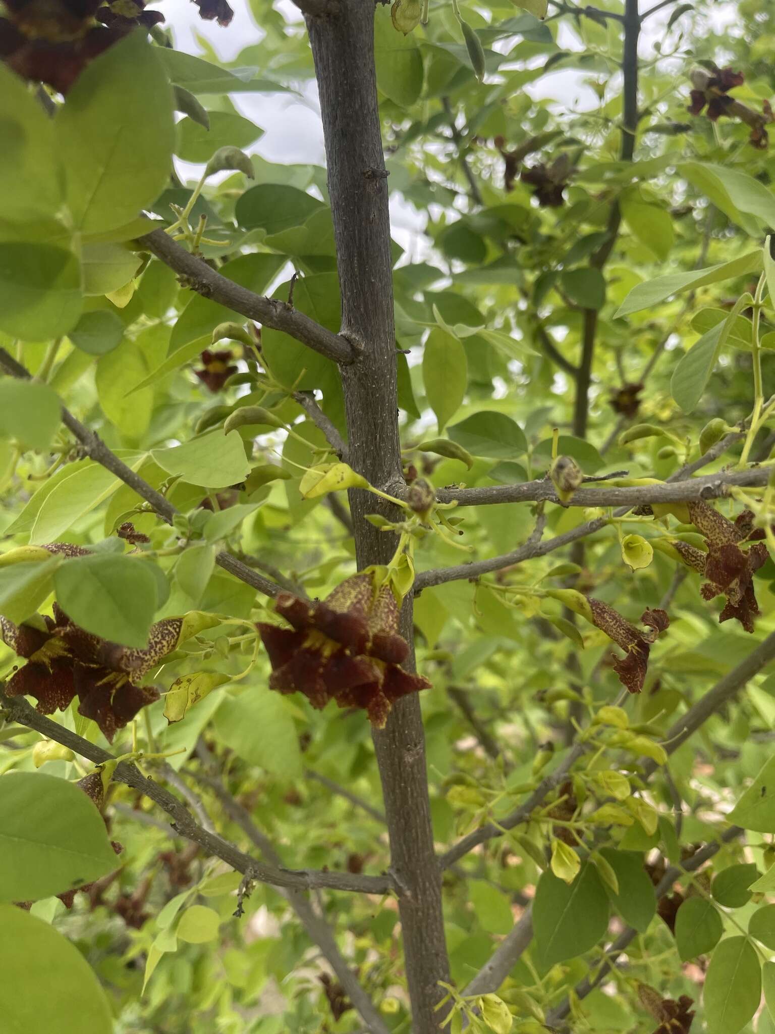 Image of Bean-tree