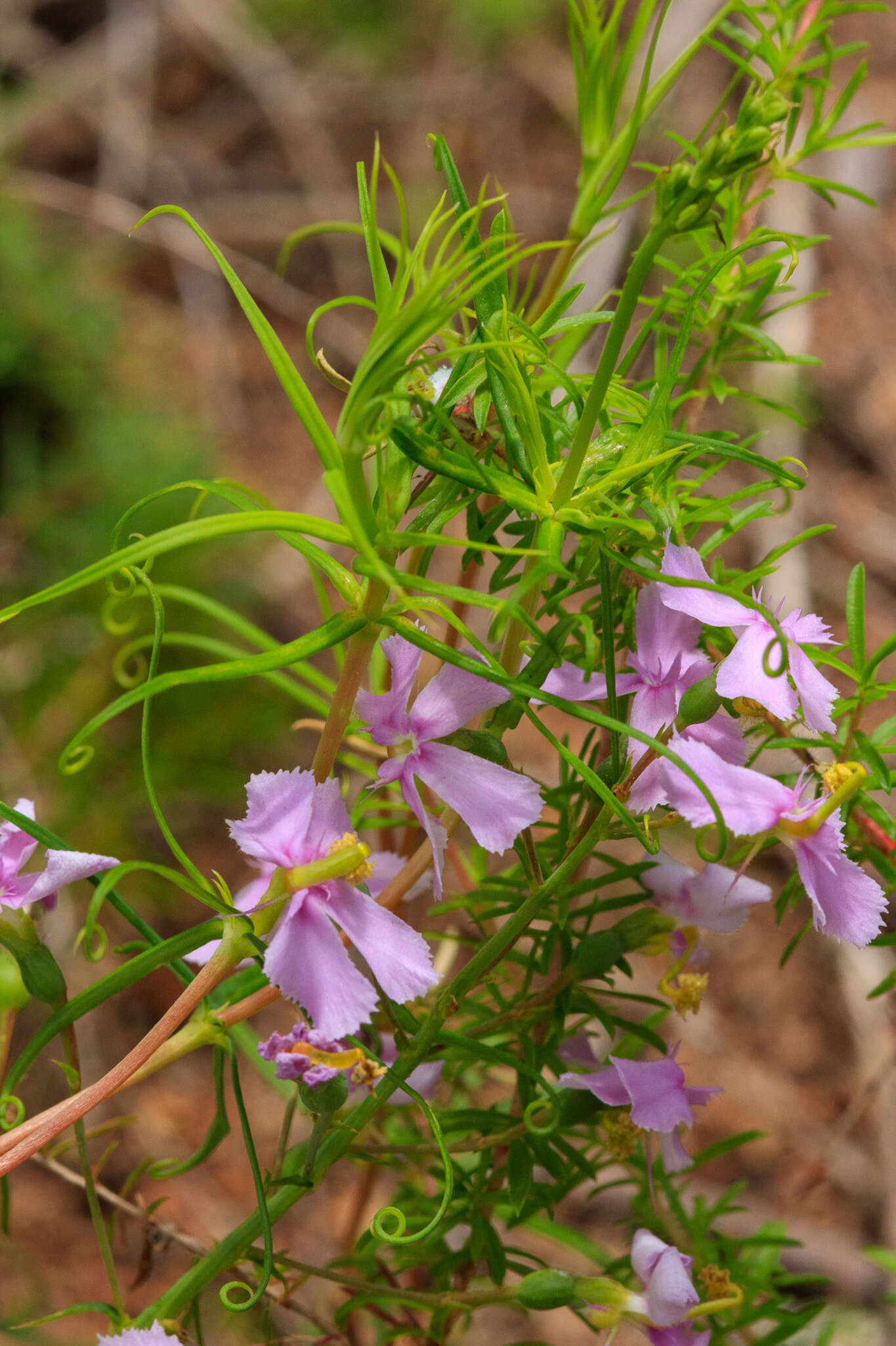 Image of Stylidium nymphaeum Wege