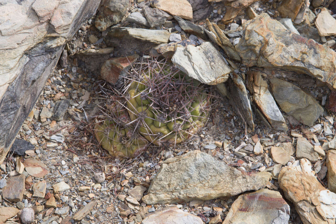 Image of Rebutia neumanniana (Werderm.) D. R. Hunt