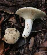 Image of Russula subdensifolia Murrill 1941