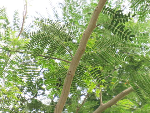 Image of Silk tree