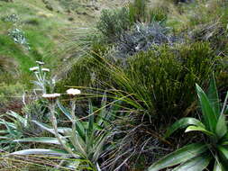 Image of Veronica salicornioides Hook. fil.