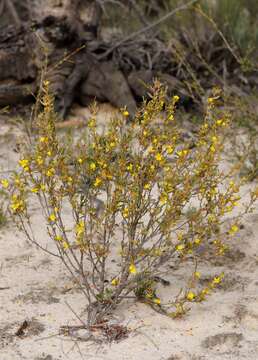 Image de Hibbertia subvaginata (Steudel) F. Müll.