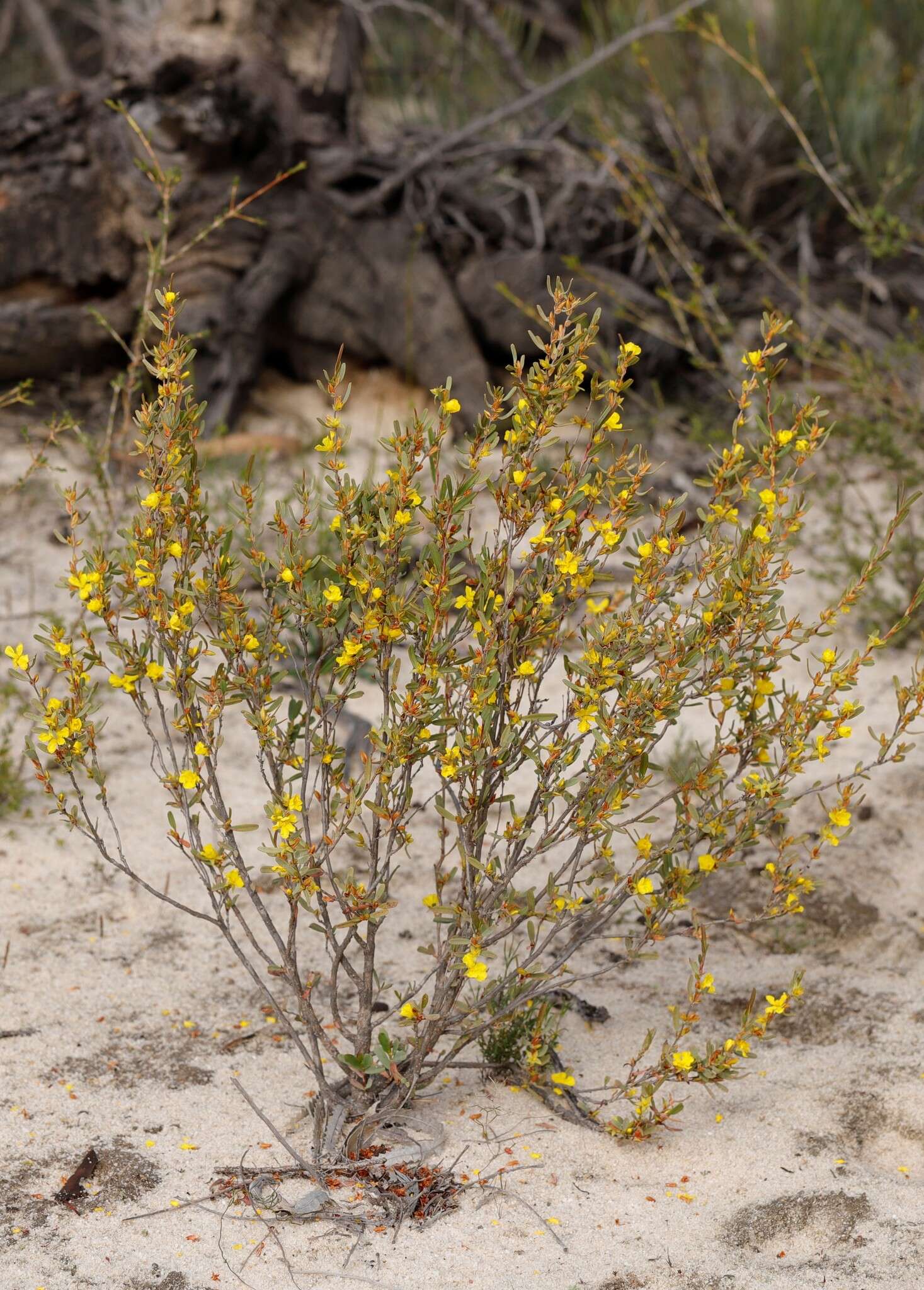 Image de Hibbertia subvaginata (Steudel) F. Müll.