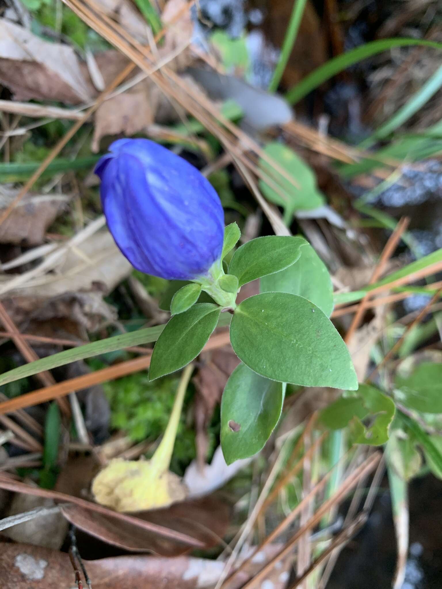 Imagem de Gentiana saponaria L.