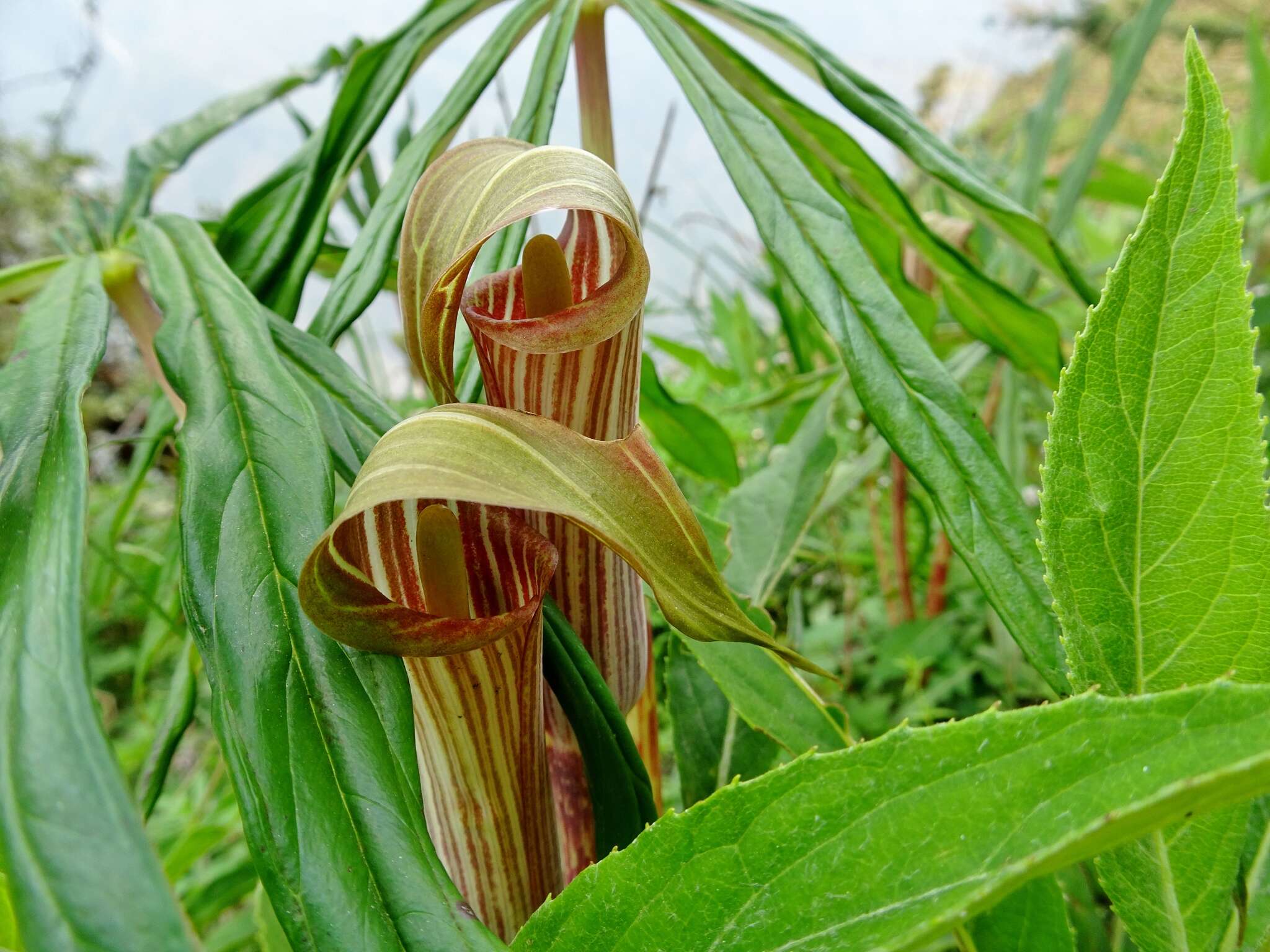 Imagem de Arisaema erubescens (Wall.) Schott