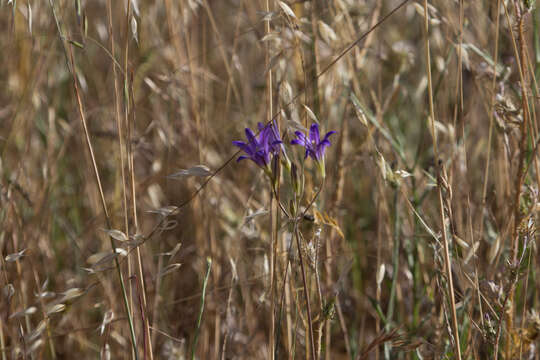 Image of harvest brodiaea