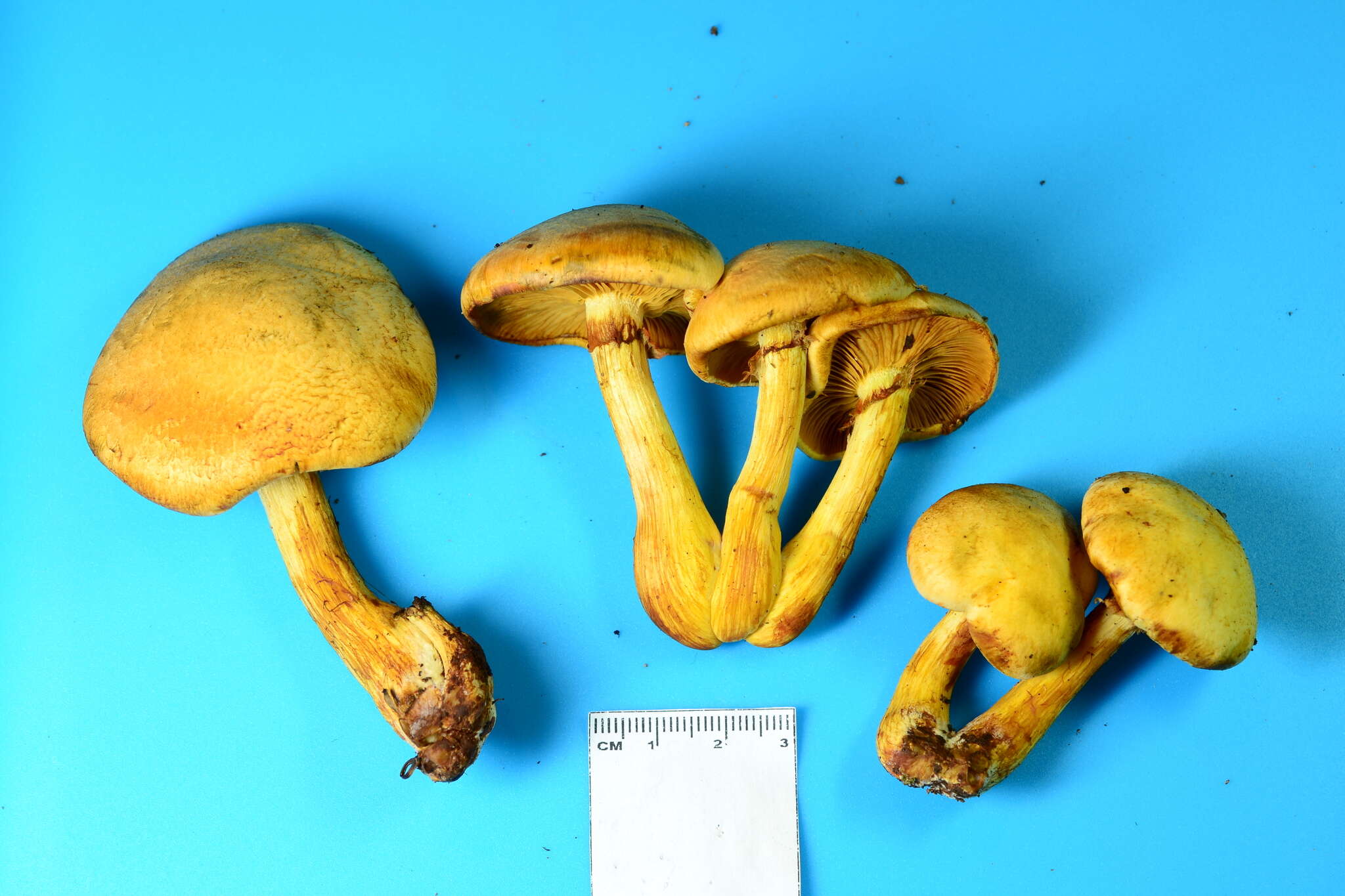 Image of Gymnopilus luteus (Peck) Hesler 1969