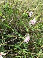 Image of Pimelea linifolia subsp. linifolia