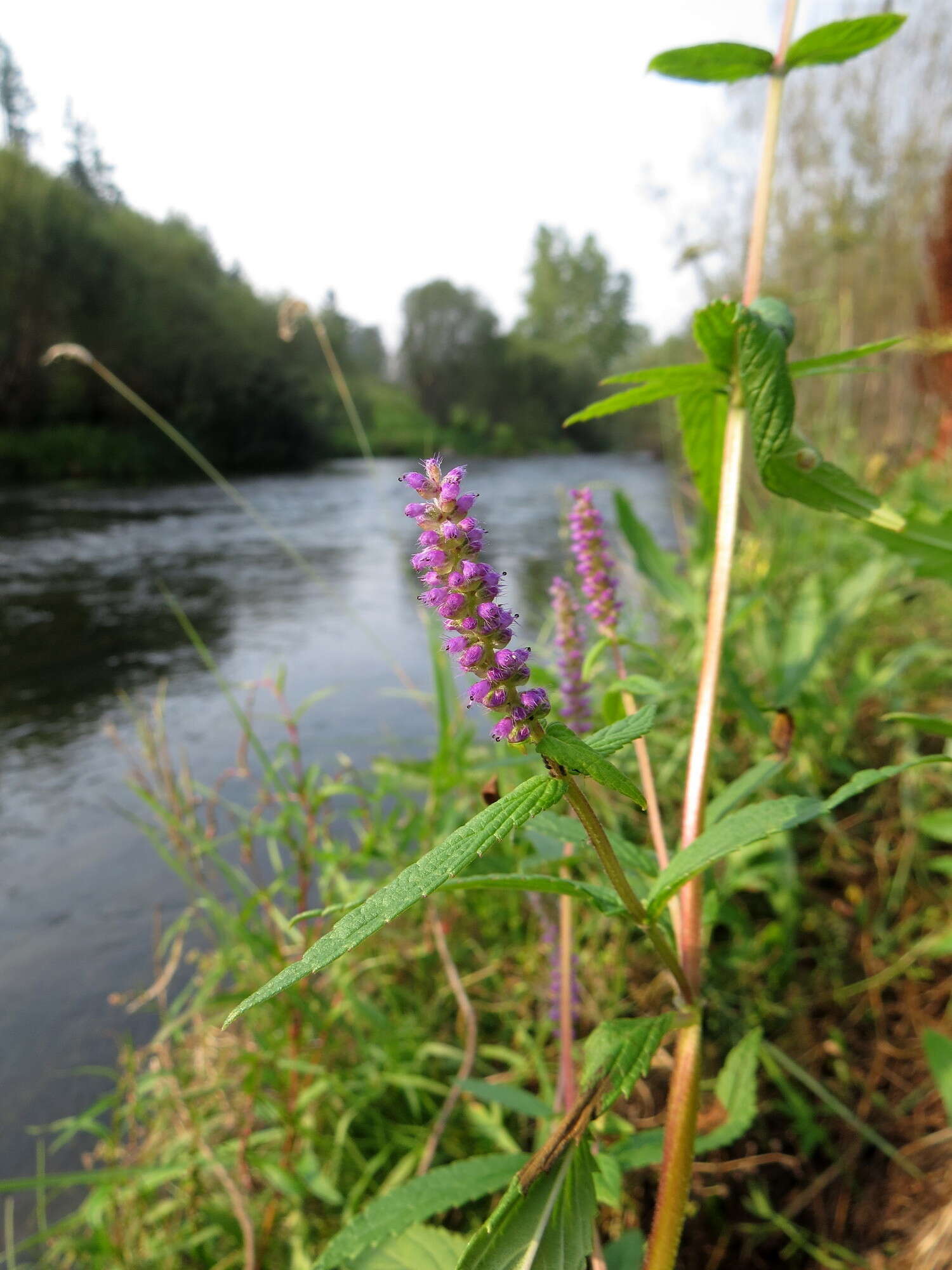 Image de Elsholtzia densa Benth.