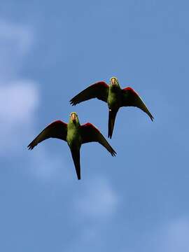 Image of Hispaniolan Conure