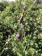 Image of spotted fritillary