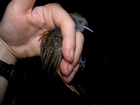 Image of Rufous-tailed Antwren