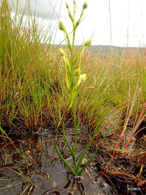 Image of Habenaria ambositrana Schltr.