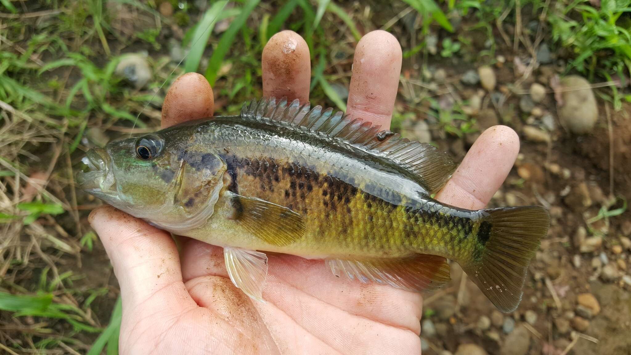 達氏副麗魚的圖片