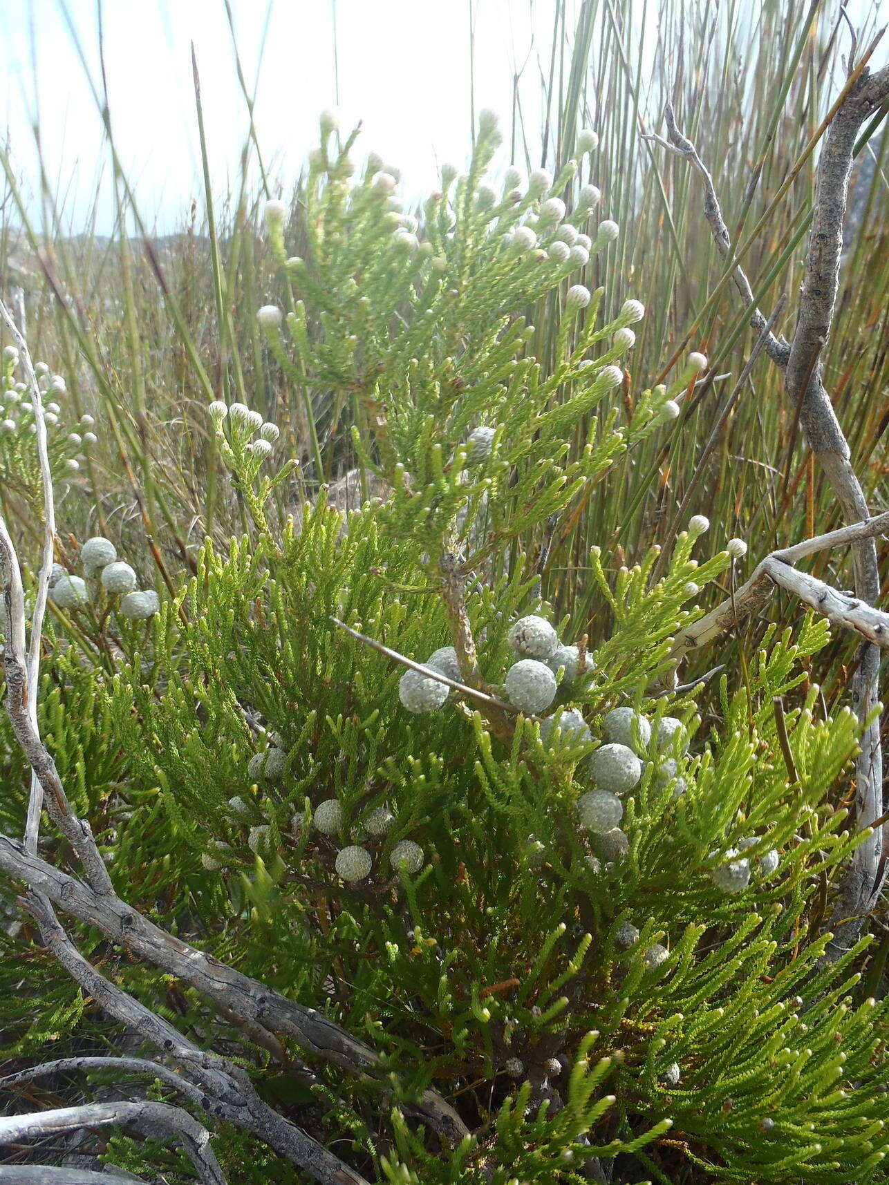 Image of Brunia noduliflora P Goldblatt & J. C. Manning