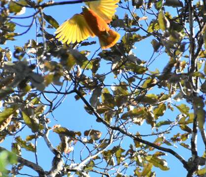 Image of Orange Dove