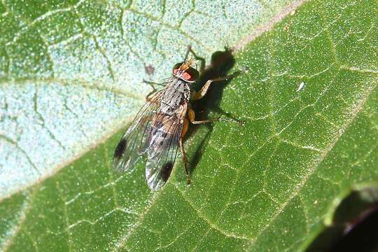 Слика од Pygophora apicalis Schiner 1868