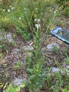 Image of coastal plain palafox