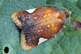 Imagem de Acleris holmiana Linnaeus 1758