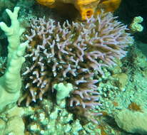 Image of Thin Birdsnest Coral