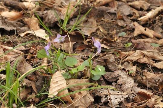 Imagem de Viola rostrata Pursh