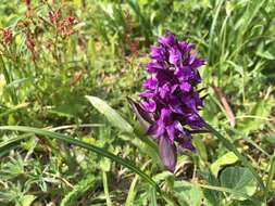 Image of Dactylorhiza aristata (Fisch. ex Lindl.) Soó