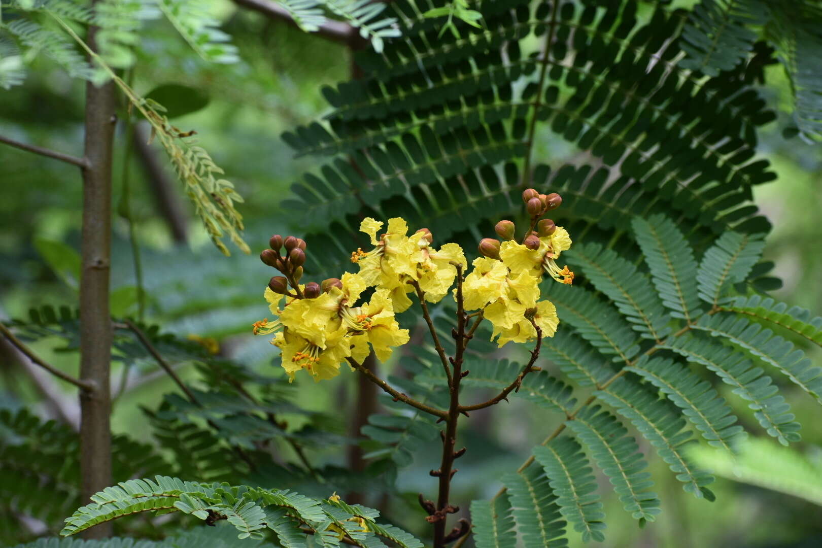 Image of Yellow Flame Tree