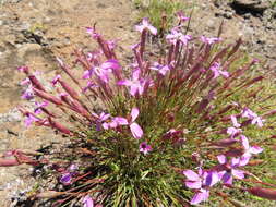 Image of Dianthus basuticus Burtt Davy