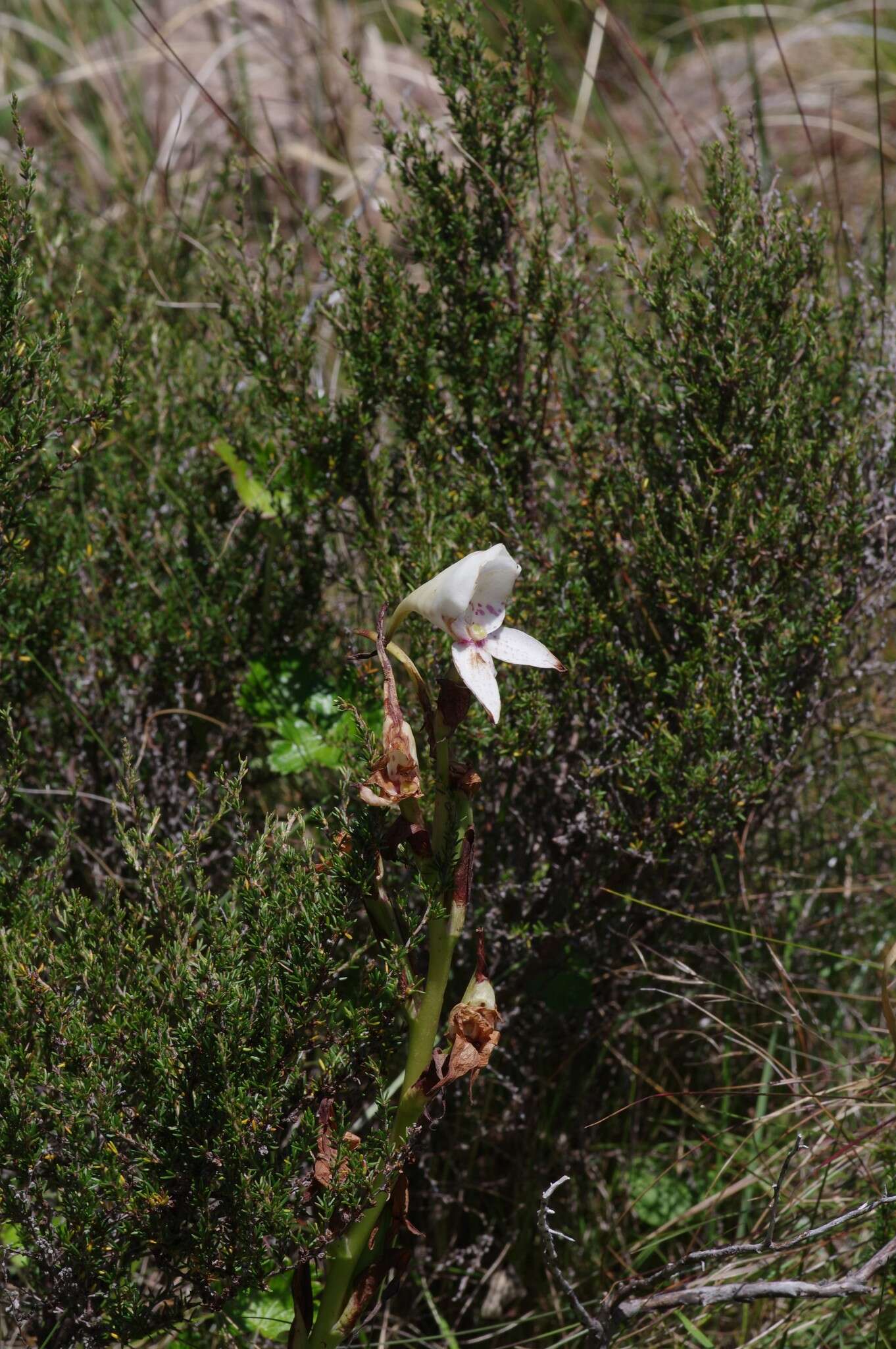 Image of Disa crassicornis Lindl.