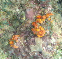 Image of Orange Cup Coral