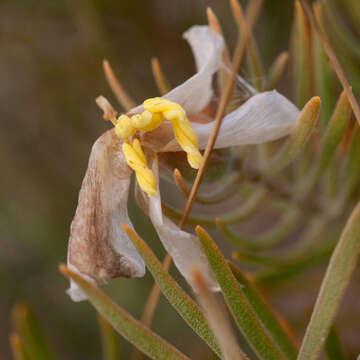 Image of Orphium