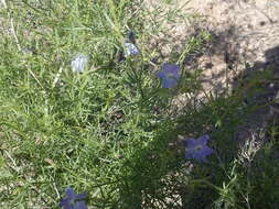 Image of Dayia scabra (Brandegee) J. M. Porter