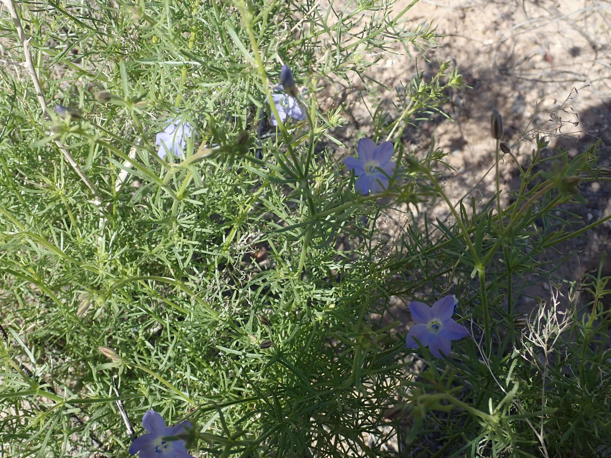 Image of Dayia scabra (Brandegee) J. M. Porter