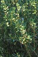 Acacia stricta (Andrews) Willd.的圖片