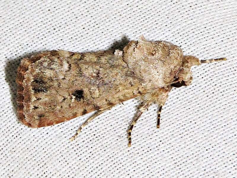 Spodoptera triturata Walker 1856 resmi