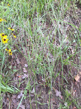 Image of Texas vervain