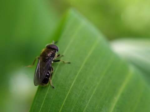 صورة Pipizella viduata (Linnaeus 1758)