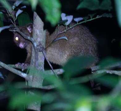 Image of Coppery Brushtail Possum